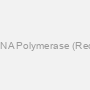 Taq Plus DNA Polymerase (Recombinant)